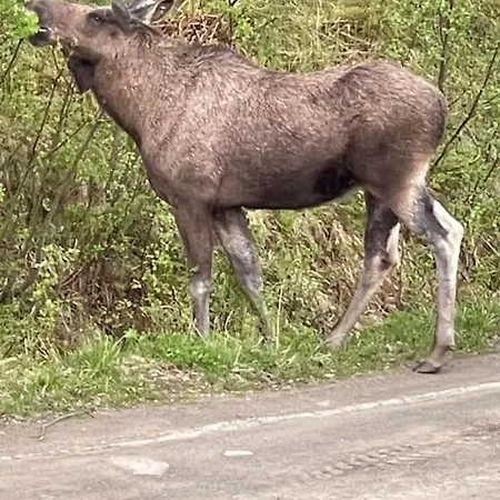 Blue Ocean - Lofoten, Tromsø, Senja Feriehus *