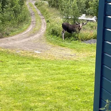 Moose Island- Lofoten, Tromso, Senja In One Step