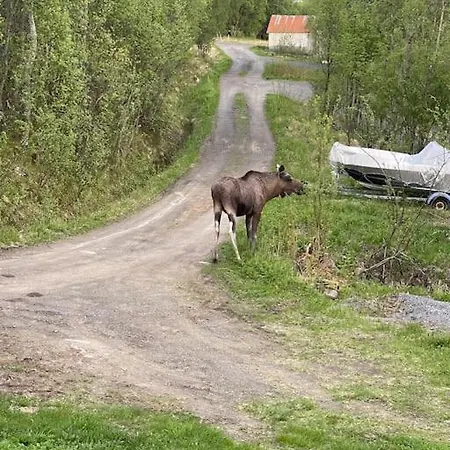 Moose Island- Lofoten, Tromso, Senja In One Step 別荘