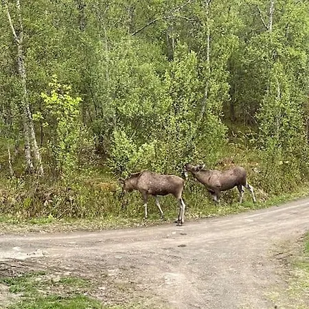 Blue Ocean - Lofoten, Tromsø, Senja *