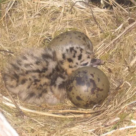 Moose Island- Lofoten, Tromso, Senja In One Step Engenes
