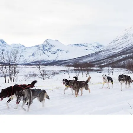 Moose Island- Lofoten, Tromso, Senja In One Step Engenes