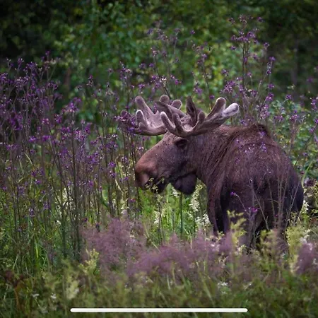 Moose Island- Adventure In The North * Engenes